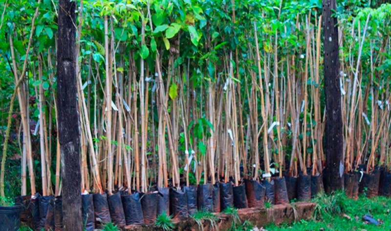 Meio Ambiente fará distribuição gratuita de mudas de árvores para calçadas