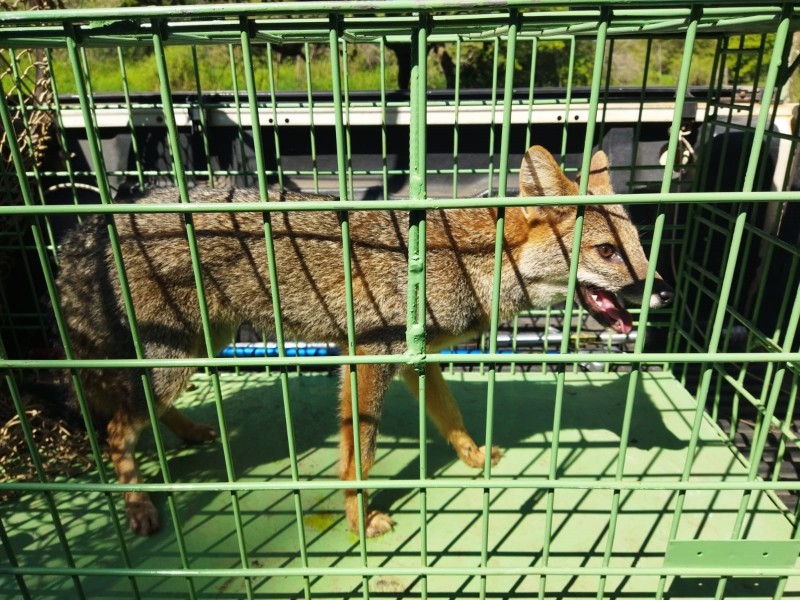 Polícia Ambiental captura raposa-do-campo na região central de Penápolis