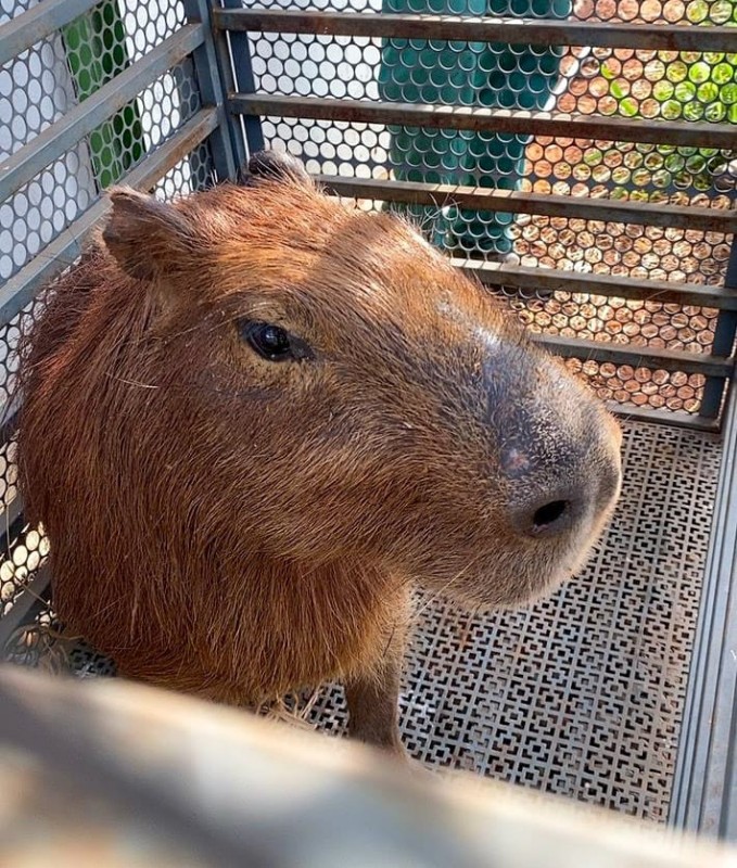 Polícia Ambiental captura capivara em pátio de empresa de irrigação