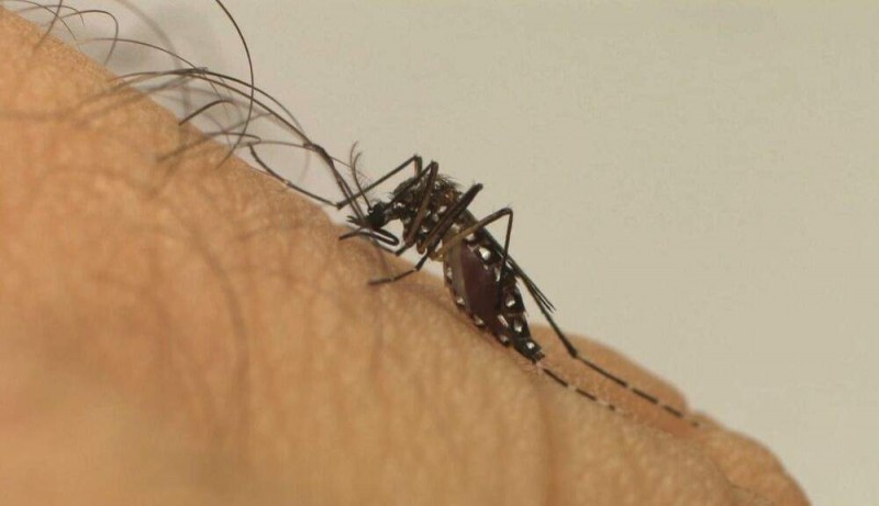 Dengue faz mais 2 vítimas em Araçatuba