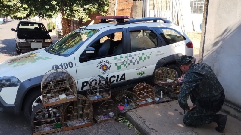 Polícia Ambiental multa morador em R$ 10 mil por manter aves em cativeiro