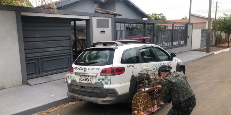 Polícia Ambiental resgata canários e multa morador em R$ 2,5 mil