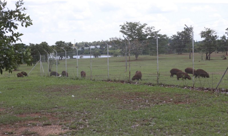 Campinas inicia inventário de capivaras nos parques da cidade