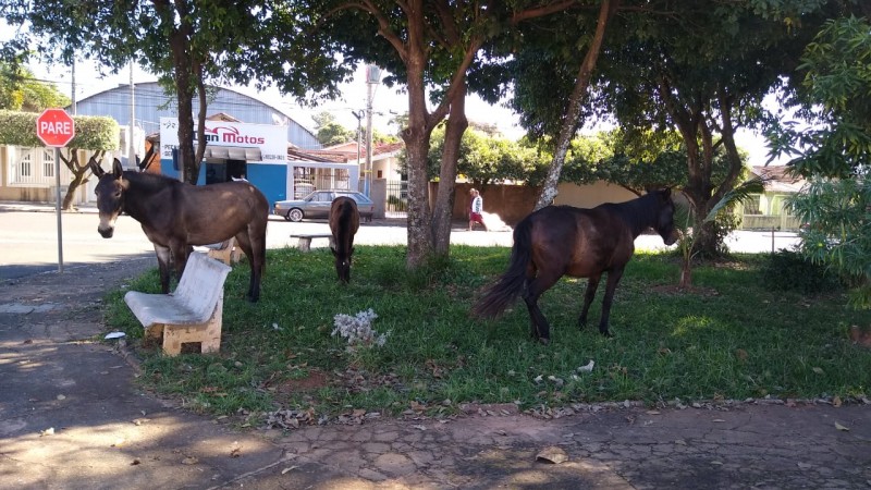 Câmara aprova nova possibilidade de doação de animais apreendidos