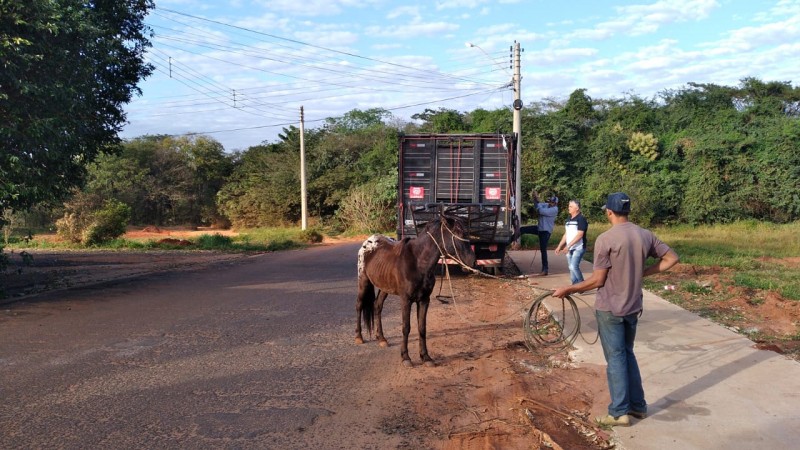 Fiscalização recolhe cavalos soltos na via pública