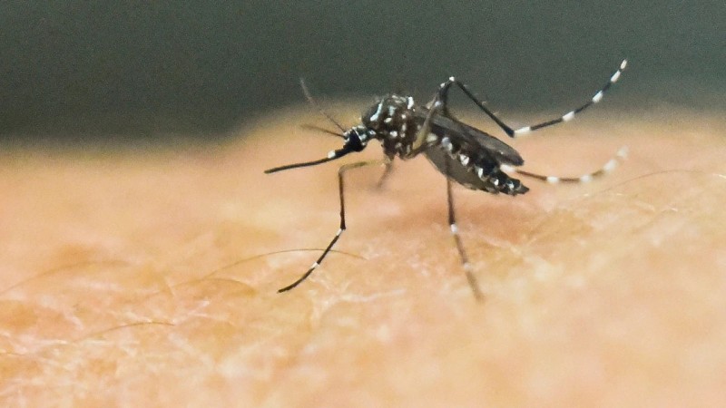 Rio Preto confirma duas primeiras mortes por dengue no ano