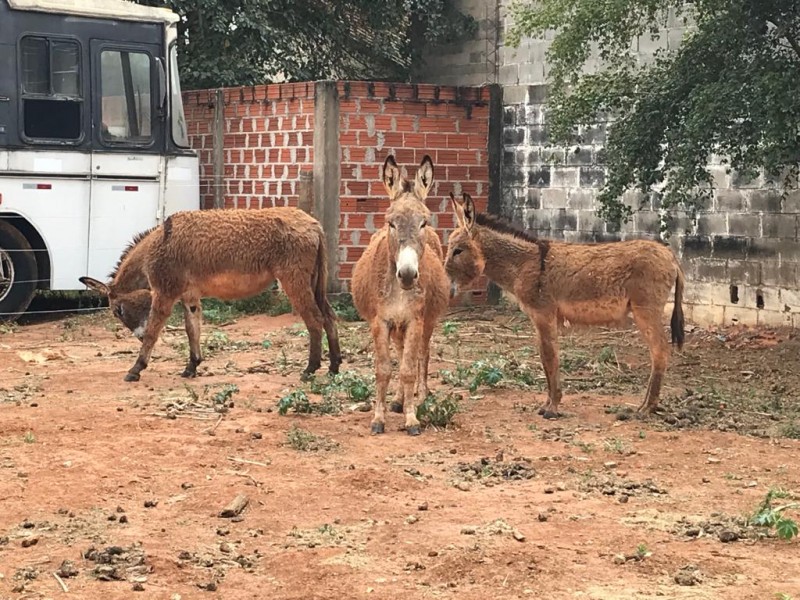 Prefeitura realiza nova operação de recolhimento de animais em vias públicas