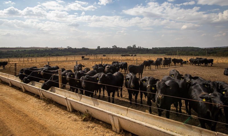 IBGE: pecuária brasileira colecionou recordes em 2022