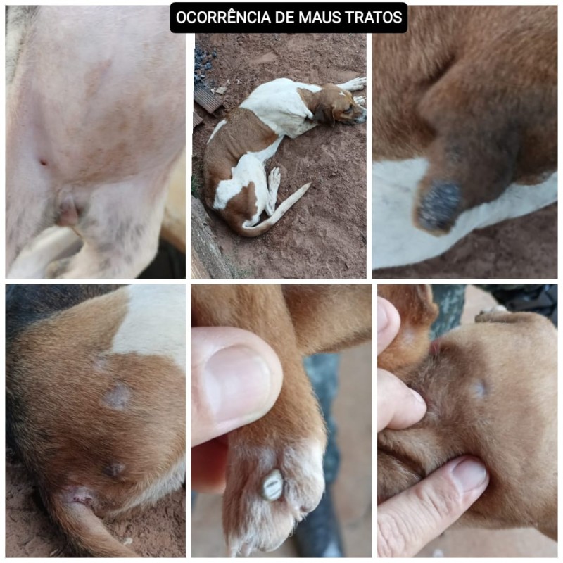 Morador de Avanhandava acusado de maus tratos a animais é multado em R$ 18 mil