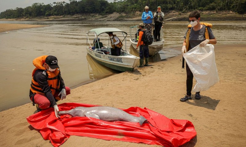 Pesquisadores encontram carcaças de 23 botos em Coari, no Amazonas