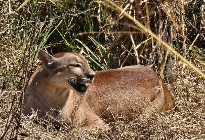 Onça-parda é resgatada após ficar presa em armadilha para capivara