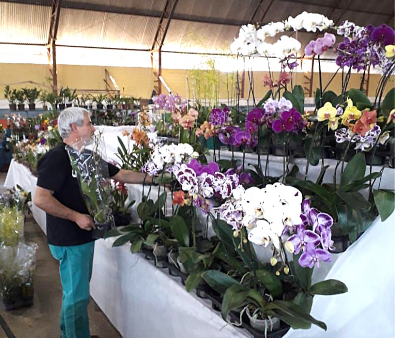 Exposição de Orquídeas de começa hoje no Nagibão