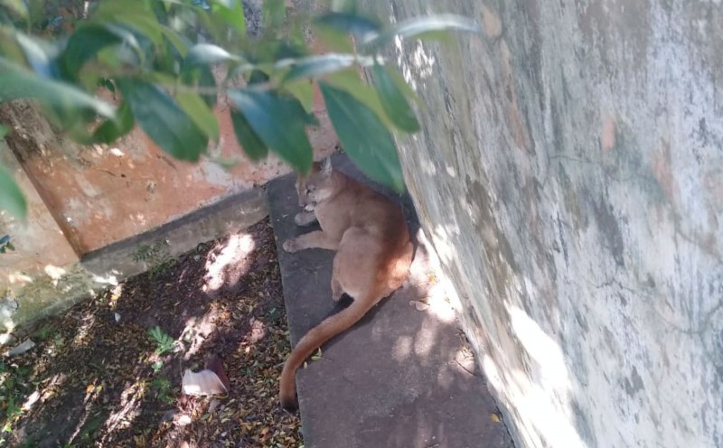 Onça-parda é capturada dentro de residência em Lins