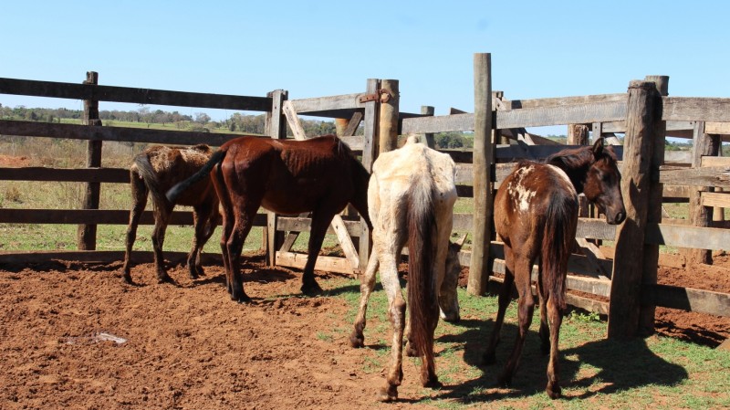 Mais animais soltos na via pública são apreendidos pela Prefeitura