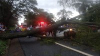 Carro ficou destruído após árvore cair em rodovia entre Uchoa e Ibirá