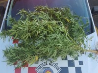 Pé de maconha foi encontrado no quintal da residência do acusado