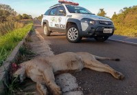 Policiais encontraram o mamífero em óbito e apresentando odor no acostamento da pista