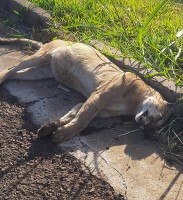 Policiais encontraram o mamífero em óbito e apresentando odor no acostamento da pista