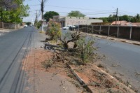 Colisão em árvore e poste ocorreu na avenida Alayde Ferraz de Almeida