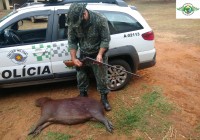 capivara, após a perícia, foi descartada no aterro sanitário