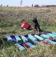 84 tijolos de maconha foram encontrados pelos cães nas bagagens