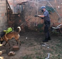 Cães farejadores foram usados nos locais, alvos da operação